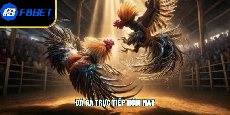 Đá Gà Trực Tiếp Hôm Nay - Trận Đấu Đỉnh Cao Chuyên Nghiệp