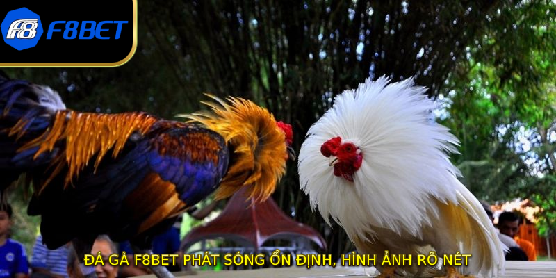 Đá gà F8BET phát sóng ổn định, hình ảnh rõ nét