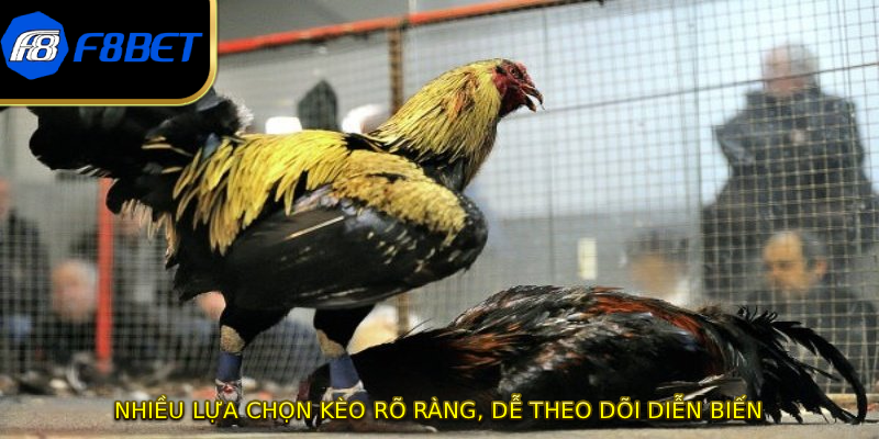 Nhiều lựa chọn kèo rõ ràng, dễ theo dõi diễn biến