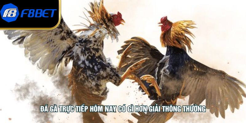 Đá gà trực tiếp hôm nay có gì hơn giải thông thường